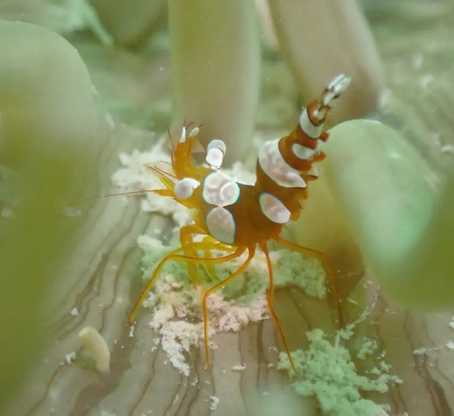 Close up photography of beautiful underwater marine life at WB Shun Shun Water Bungalows