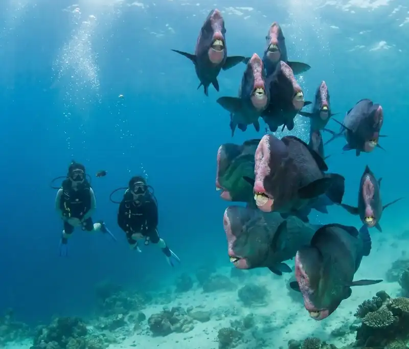 Scuba diving Sipadan to see giant sea turtles with WB Shun Shun Water Bungalows