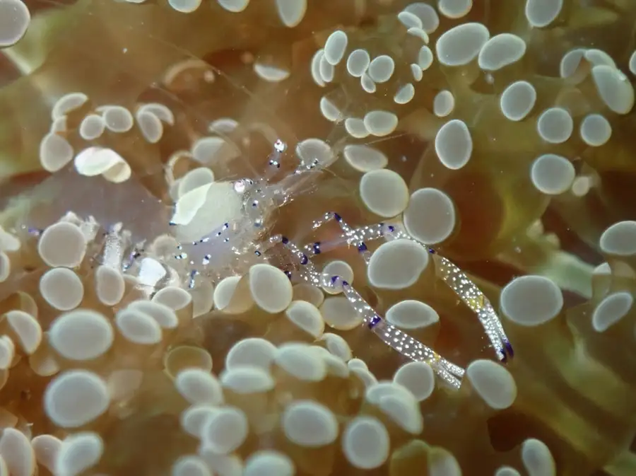 Diverse species of tropical fish and colorful corals near WB Shun Shun Water Bungalows