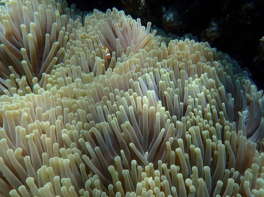 Vibrant coral reefs and marine life near the bungalows at WB Shun Shun Water Bungalows